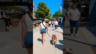 Day in the life walking dogs in Chicago #dogfriendly #walkingdog #goldendoodles #downtownchicago