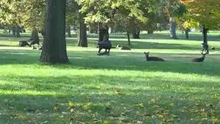 Deer video 2... from Cedar Park Cemetery..