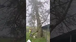 Maneuver to cut down dry tree with chainsaw support. #shorts