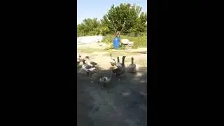 Dev Saldırgan Kazlar Denizli