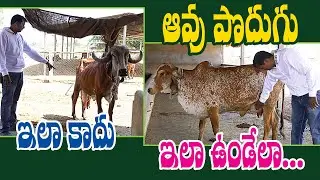 Developing Good Quality Deshi Cow || నాణ్యమైన దేశీ ఆవుల అభివృద్ధిలో || Anvesh Reddy