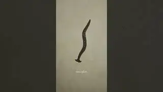 Hammerhead Worm Video #nature #beauty #hammerhead #worm #animal 