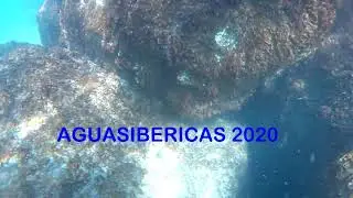 EL CANGREJO DE ROCA  (Eriphia verrucosa) #nature #documentary #animals #fish #sea #ocean #diving