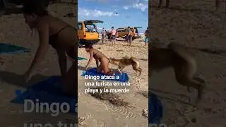Un dingo ataca a una turista en una playa