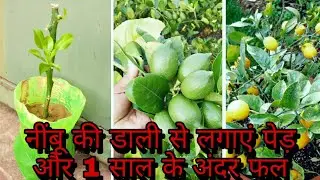 नींबू की डाली से पेड़ कैसे उगाएं नींबू की कलम से पेड़ लगाएं