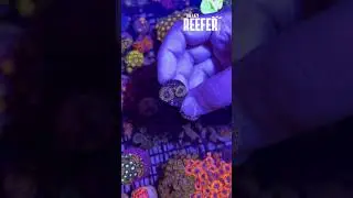 Hallucination Zoa (Tokopedia)