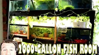 Fish Room Tour Over 2000 Gallons! Angelfish, Guppies, Rainbow fish and more