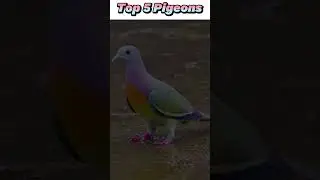 Top 5 Amazing Pigeons You Need To See | fancy pigeon collection | kabootar ki video #pigeon #shorts