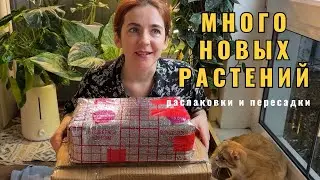 Распаковка новых растений🌱Много новинок по обмену и не только, пересадки, входящая обработка.