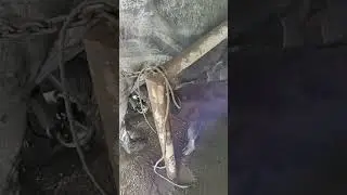 bufalas en orde&ntilde;o mec&aacute;nico.