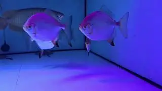 Metynnis Red Hook Myleus Rubripinnis By top stingrays uk