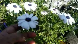Dimorphotheca/African daisy ke baare me jaankari# daisy