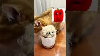 Meu Gato Encheu a Casa Toda de Pelo! 🐱🌵😂