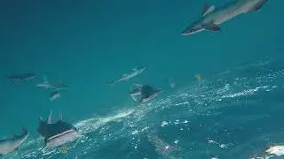 OffshoreTrip