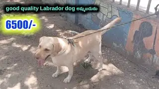 top quality Labrador dog for sale in Telugu/ 63021 26377 /aj pets