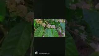 Coffee Blossom | coffee plant | Coffee | Blossom