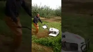 apple orchard weeding
