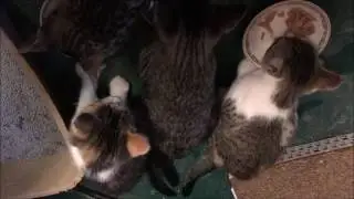 Day 18 update - Kittens are no longer feral! - Cat Chat with Heidi Episode 13