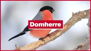 24 December: Domherre