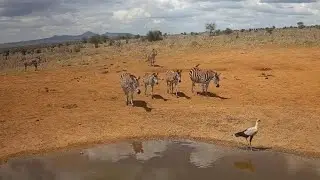 Zebras and secretarybird at Lions Bluff Lodge Photo Hide - Live Stream - Kenya