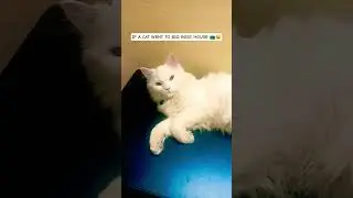 IF MUFASA WENT TO BIG BOSS HOUSE 👑😂📺#cat #catshorts #catfunny #petlover #cutecats