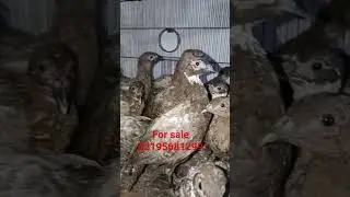 MASHALLAH wood green pheasant patha pairs available 03195681299