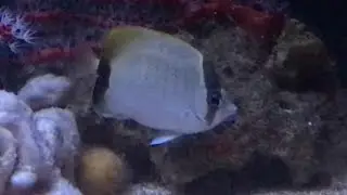 Reef butterflyfish (Chaetodon sedentarius)