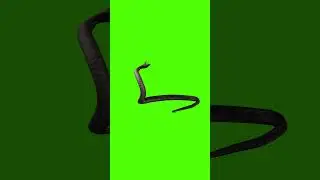 Snake Green Screen For Editing For Free