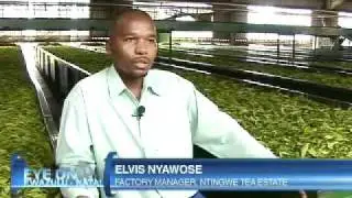 Success of the Ntingwe Tea Estate