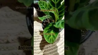 New plant haul day 💚 #plants #indoorplants #shopping