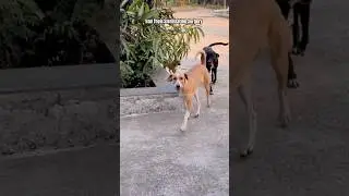 Came After 3 Days of Surgery#shorts #dog #trending #tiktok #goldenretriever #fyp