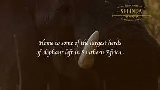 Selinda Camp
