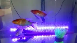 We Must Feed the Fishes 2