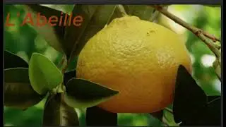 la pollinisation :le colibri - l'abeille - la chauve- souris