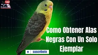 Como Obtener Periquitos Alas Negras Con Un Solo Ejemplar