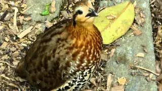 Mountain Bamboo-Partridge calling