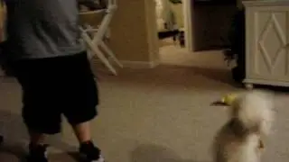 My Dog Tanner Playing Fetch with his little Football Thingy!