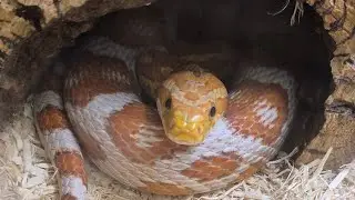 Reptile heating, how to, do's and don'ts