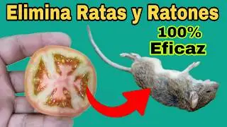 M&eacute;todo 100% Efectivo para Eliminar Ratas y Ratones Utilizando Tomate