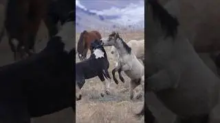 Wild Horse Sounds (Playful Herd in Utah Desert)