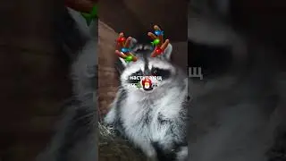 Семён и Агуша❤️🦝❤️ #вагнер #енотик #шорц #енот#racoon