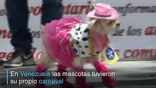 Mascotas tuvieron su carnaval en Venezuela