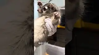Rescatamos a un cacomixtle bebé 😢🐾