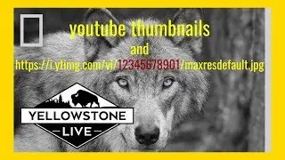 Все об изображениях миниатюр YouTube, таких как ytimg maxresdefault, особенно в поиске