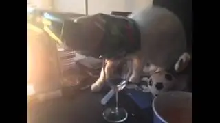 Cat in chip bag fail