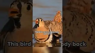Sandgrouse #shortvideo #animals #wildlife #wildanimals #sandgrouse #shorts