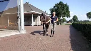 Paard geleiden