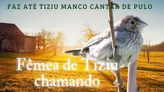 Fêmea de Tiziu chamando faz até Tiziu manco cantar de pulo