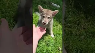 Wolfdog Puppies - Daily Dose 3