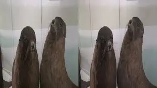 20150324 Tring Natural History Museum hsbs 3D